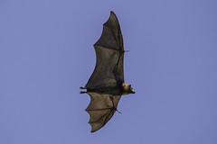Bathurst Bats