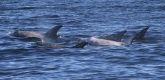 Monterey Bay Whale Watching Trip, CA 11-22-17
