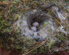 Bluetit Nest 