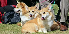 Dog classes - Devon County Show - May 2017