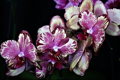 ORCHID SHOW