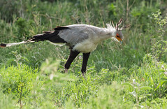 2017 Tarangire National Park, some birds