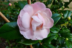 Camellia 2018