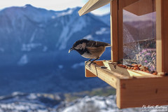 Oiseaux et mammifères du Haut-Valais | Birds and mammals of Oberwallis