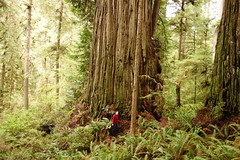 (Titans) The Largest Coast Redwoods