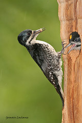 Pic à dos noir (Black-Backed Woodpecker)