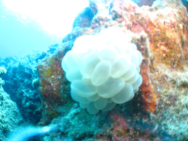Bubble-tip Anemone:タマイタダキイソギンチャク:氣泡海葵