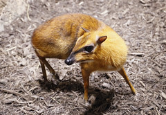 Greater Mouse-deer