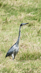 2017 decembre. Arusha National Park, birds