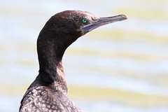 little black cormorant