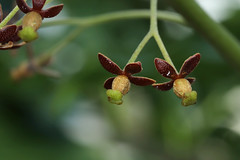 Nepenthaceae  ウツボカズラ科