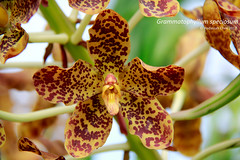 Grammatophyllum specious (Orchidaceae)