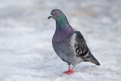 Common Pigeon / Pigeon de Biset