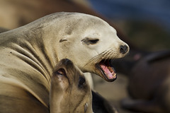 La Jolla Sea Lions and Seals - 2018