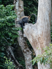 2017 decembre. Arusha national park- animals