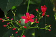 Muntingiaceae  ナンヨウザクラ科