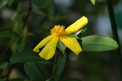 Dilleniaceae  ビワモドキ科