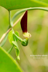 Aristolochia albida (Aristolochiaceae) from Madagascar