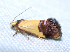 Australian Peacock moths (Elachistidae: Hypertrophinae)