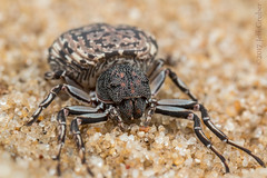 Arachnids of Australia
