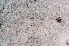 Paralichthyidae (Sand Flounders)