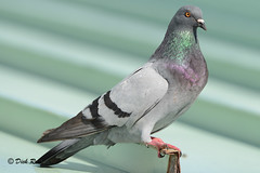 Rock Pigeon KI 17