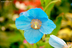 Meconopsis - Himalayan Blue Poppies
