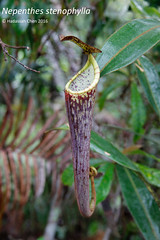 Nepenthes stenophylla (Nepenthaceae)