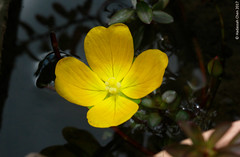 Ludwigia species (Onagraceae)