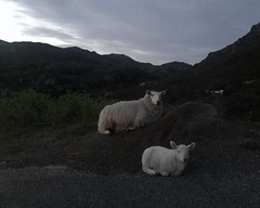 Highlands Animals