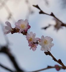 Kirschblüte im Schlossgarten 2018