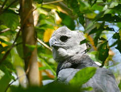 Harpy Eagle (Harpia harpyja) (Captive specimen)