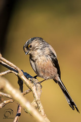Chapim-rabilongo | Long-tailed Tit (Aegithalos caudatus)