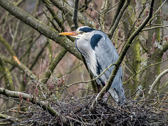 Grey Heron on nest.