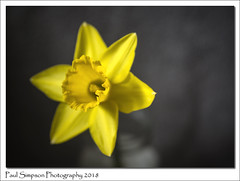 Flowers: Daffodils