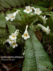 Codonoboea platypus (Gesneriaceae)