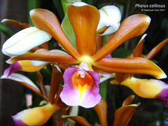 Phaius callosus (Orchidaceae)