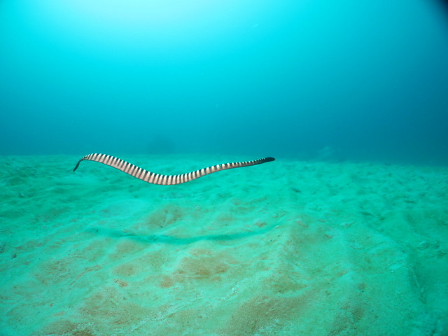 Laticauda Colubrina:アオマダラウミヘビ:藍灰扁尾海蛇