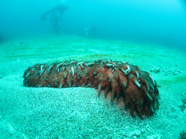 Pineapple Sea Cucumber:バイカナマコ:梅花參