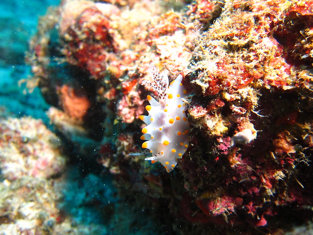 Halgerda Carlsoni:コンペイトウウミウシウミウシ:卡爾森盤海蛞蝓