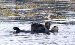Monterey Bay Otter Trip