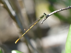 Citrine Forktail (Ischnura hastata)