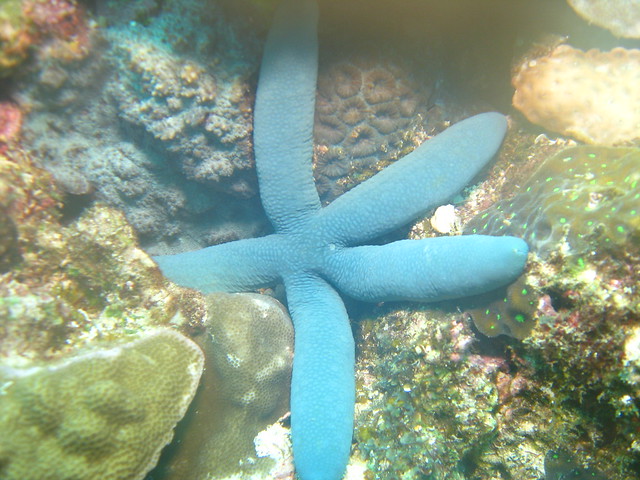 Blue Sea Star:アオヒトデ:藍海星 I
