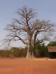 Senegal 11 Bandia Reserve