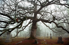 Spring Grove - Spooky & Foggy