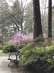 2018-0209-Blooms and Moss