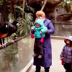 Meet the Birds — Bronx Zoo