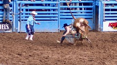 Tucson Rodeo