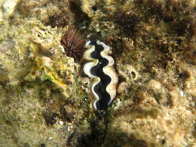 Tridacnidae:シャコガイ:硨磲貝