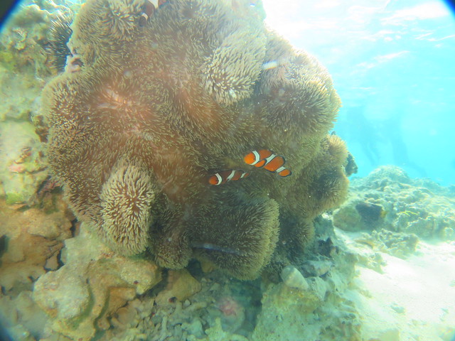 Ocellaris Clownfish:カクレクマノミ:公主小丑魚